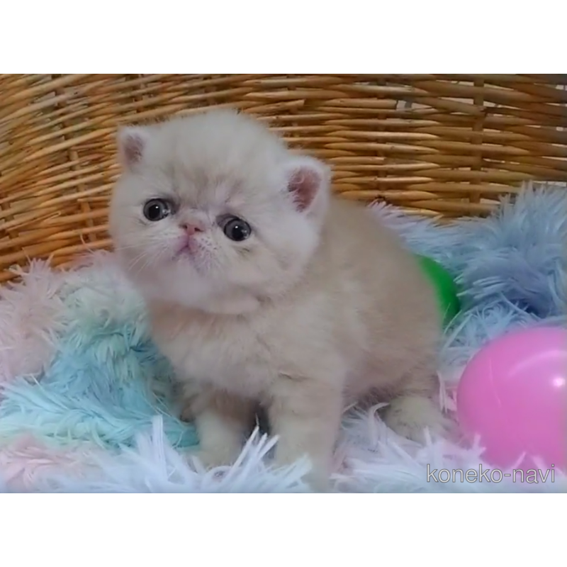 販売中の愛知県のエキゾチックショートヘア-122307の6枚目